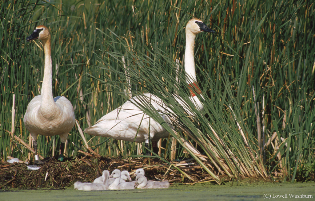 Lowell Washburn-Swan Brood 2002-Wildlife003