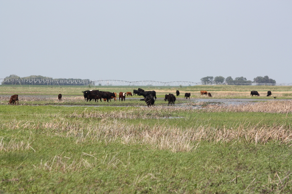 Nebraska Environmental Trust grants have funded miles of perimeter and cross-fencing, as well as watering systems to that grazing cattle can be used to help manage wetlands.