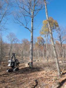 The Jackson Family’s land contains young forest habitat created using Farm Bill programs. The photo on the left shows a two-stage shelterwood cut, which leaves the best trees as seed trees and opens the canopy for regeneration. Photo: Mike Jackson.