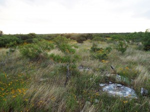 Photo of Edwards Plateau grassland