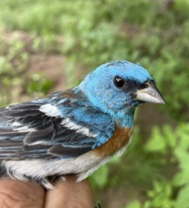 A bird with bright blue head and back, orange chest, and white belly. 